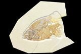 Bargain, 6.6" Phareodus Fish Fossil - Uncommon Fish - #131208-1